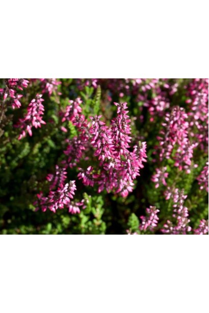 Calluna vulgaris ’Dunja’ цвітіння в саду